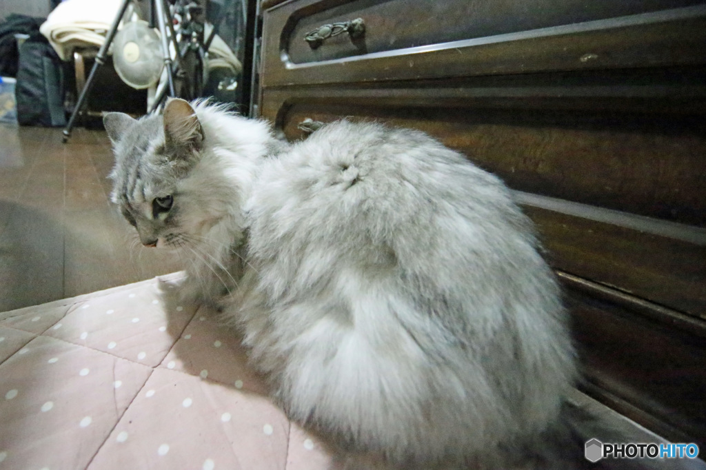 にゃにゃは八頭身？