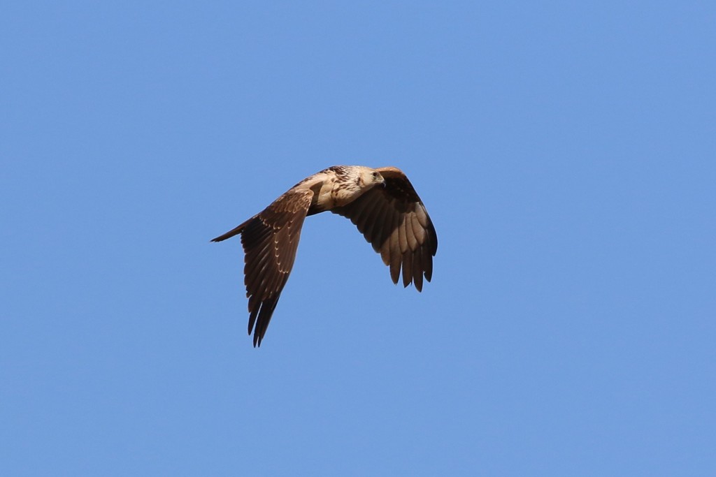 白頭チュウヒ-1