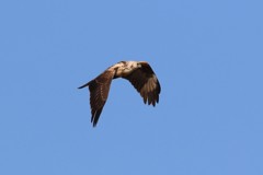 白頭チュウヒ-1