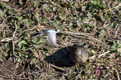 カモの上飛ぶ