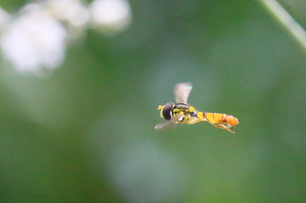 ホ場リングかな