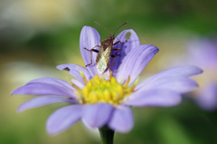 今から飛びますに