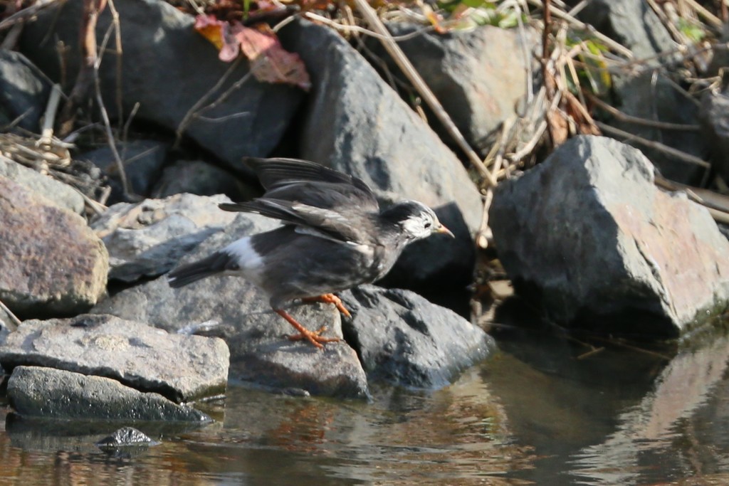 ムクドリ飛び出し前
