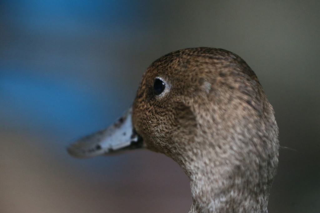 はげて無いでしょ