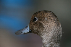 はげて無いでしょ