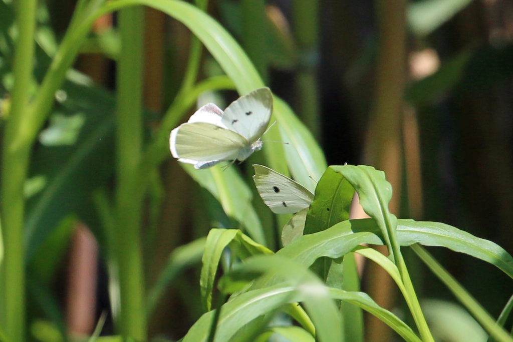 チョウが舞う-1