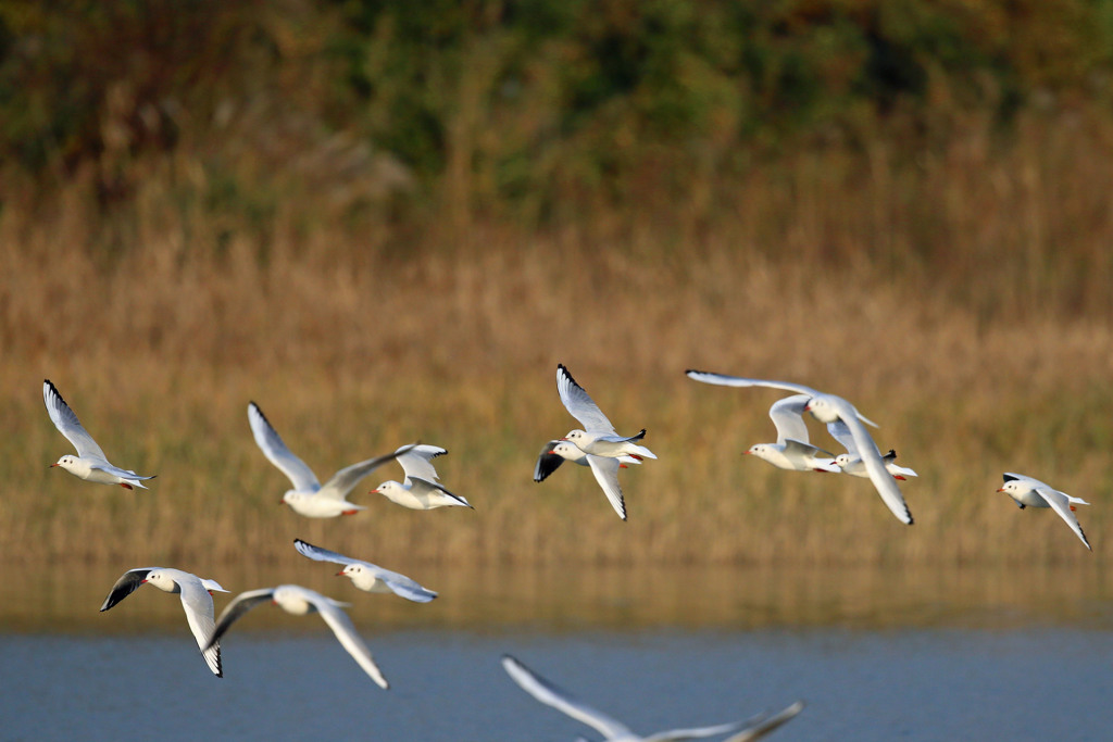 葦原の上をユリカモメ