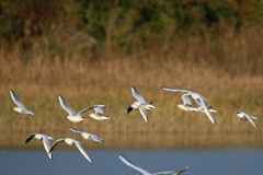 葦原の上をユリカモメ