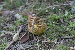 アオジのポートレート