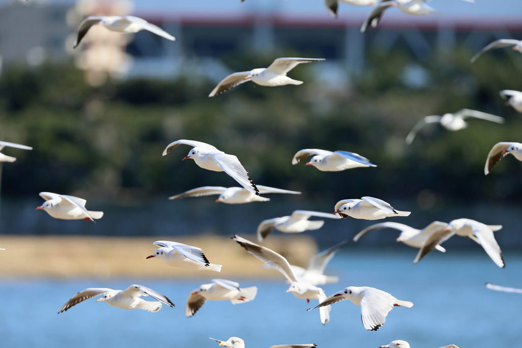 空一面にユリカモメ