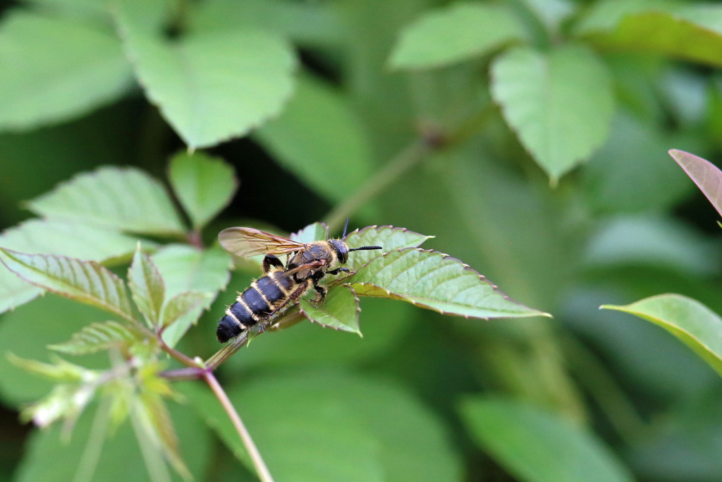 あなたはどなた