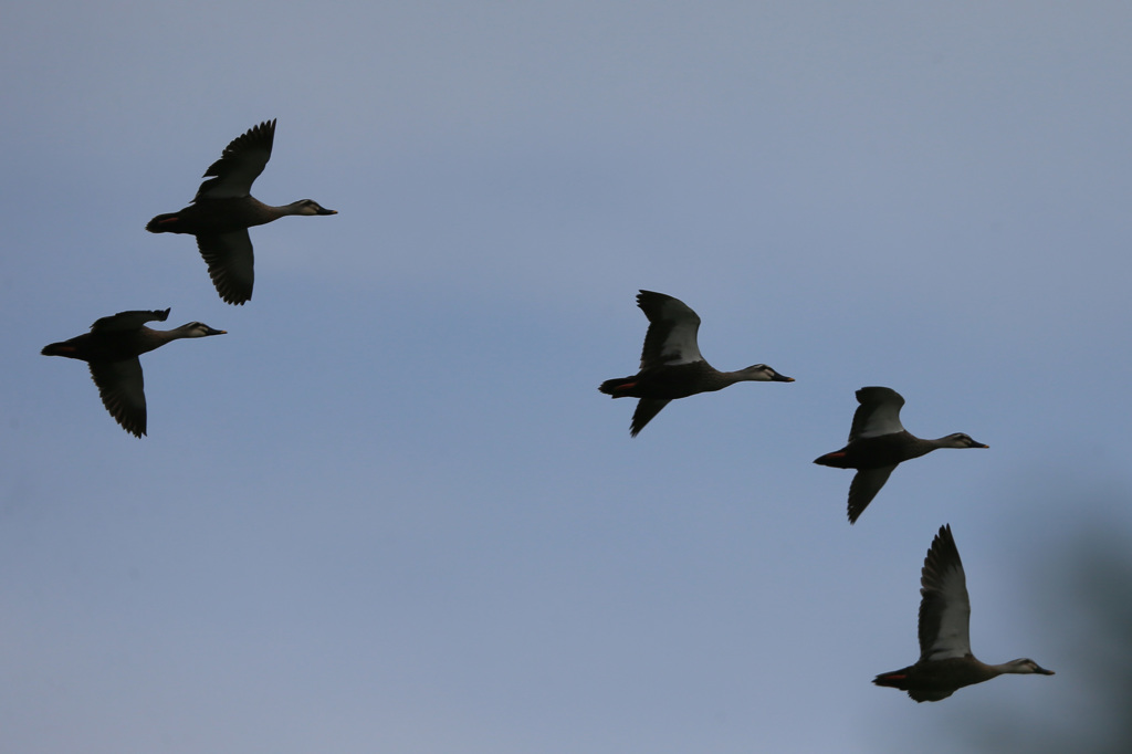 カモさんまとめて流し鳥