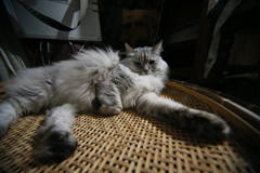 手長にゃにゃその3