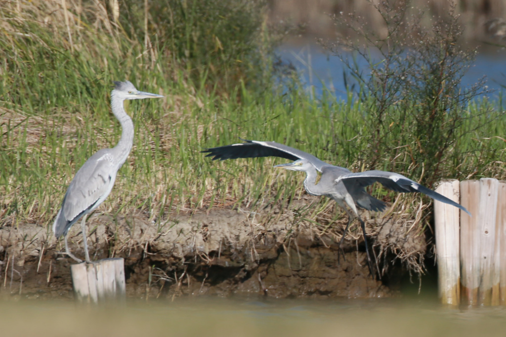 見守るアオサギ