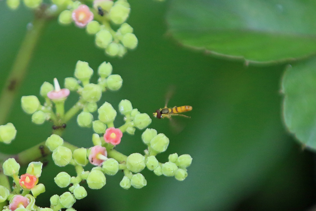 ぶんぶんぶん-1