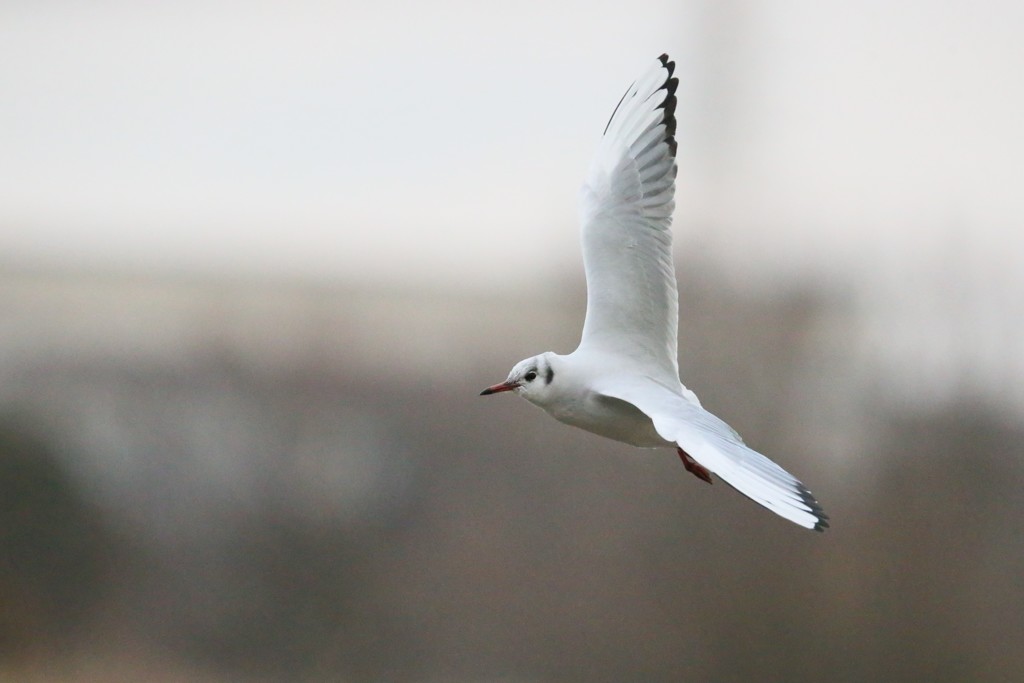 ユリカモメ部位