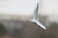 ユリカモメ部位