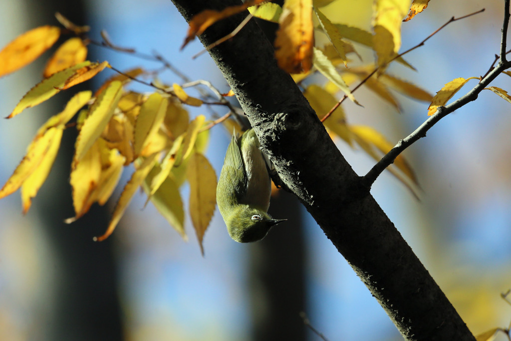 紅葉メジロさん