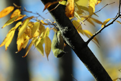 紅葉メジロさん