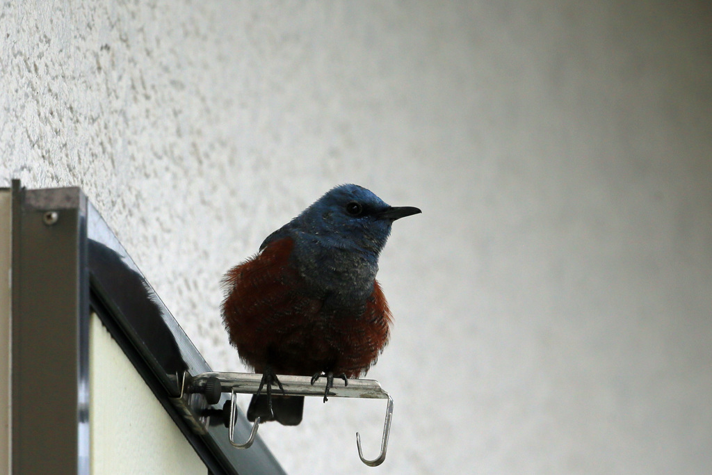 イソヒヨドリ♂発見