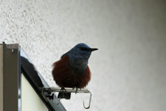 イソヒヨドリ♂発見