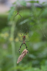 母ちゃんと子供