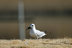 ちょっと大きすぎた獲物