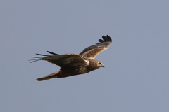 定番飛行 定番飛行