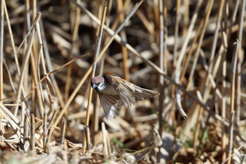 スズメ飛び出し