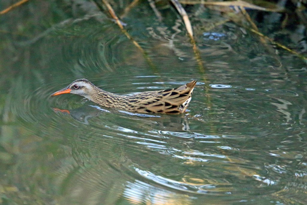 クイナ首伸ばす