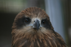 ぼくかわいいかな？