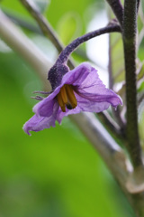 まだ咲いてます