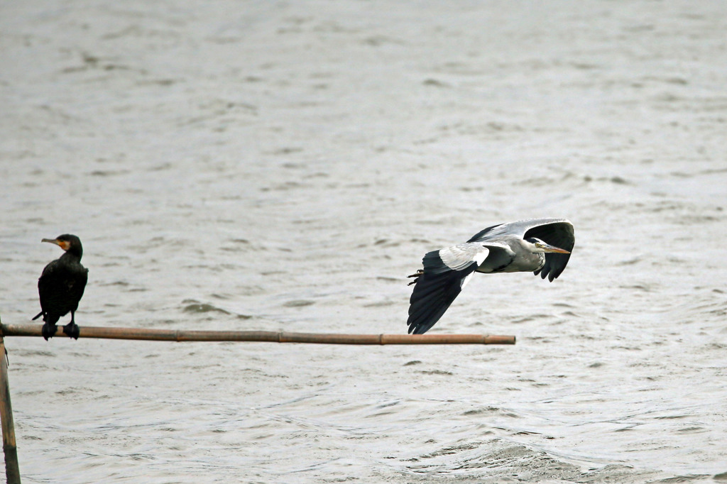 通り過ぎたのアオサギさん？