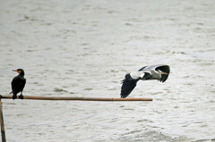 通り過ぎたのアオサギさん？