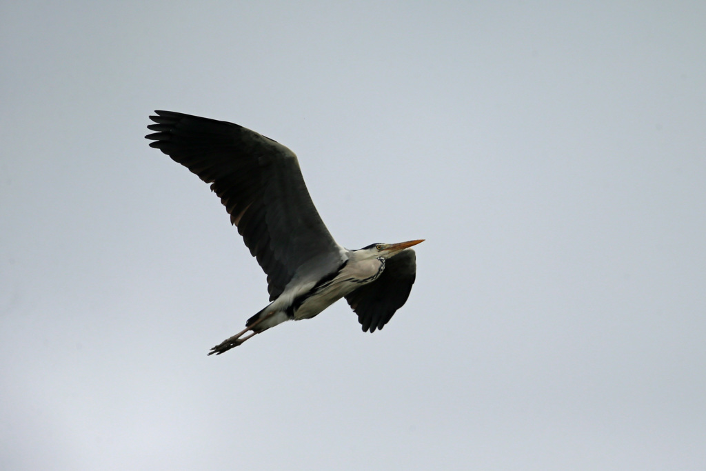 アオサギ上昇中