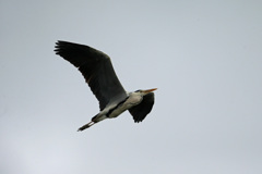 アオサギ上昇中