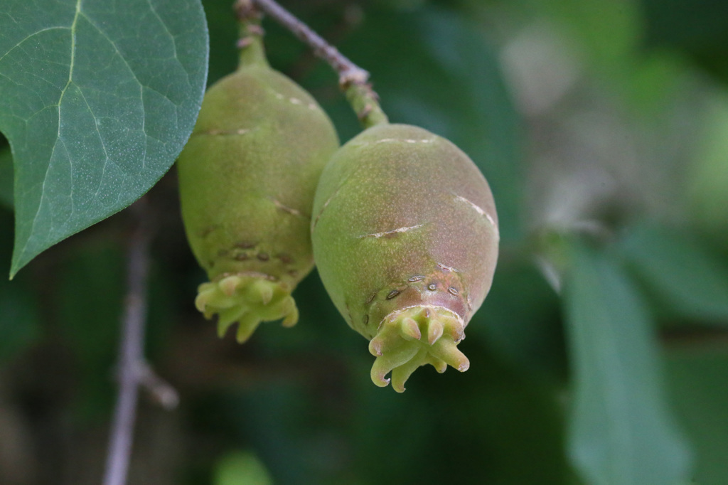 なんの実でしょう
