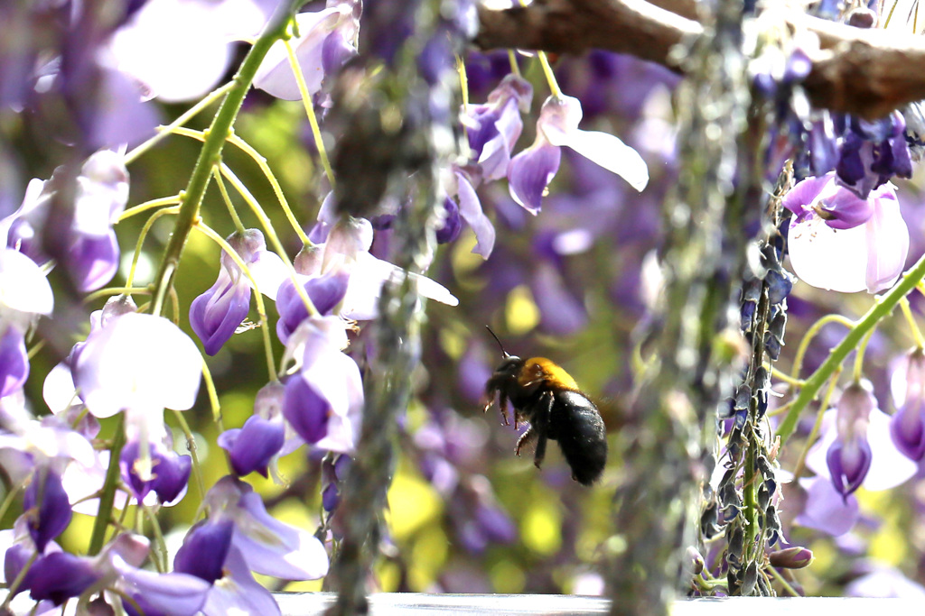 クマバチ飛行中