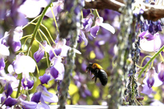 クマバチ飛行中