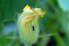 南瓜の花にハネアリ