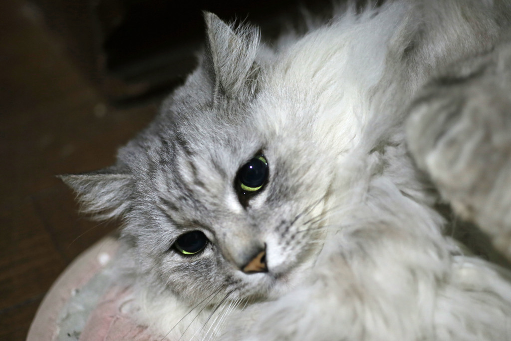 光るにゃにゃの目その2