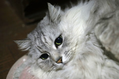 光るにゃにゃの目その2