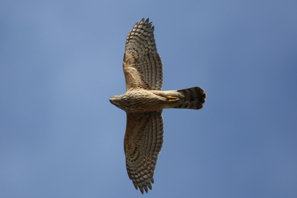 オオタカ幼鳥-3