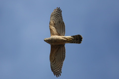 オオタカ幼鳥-3