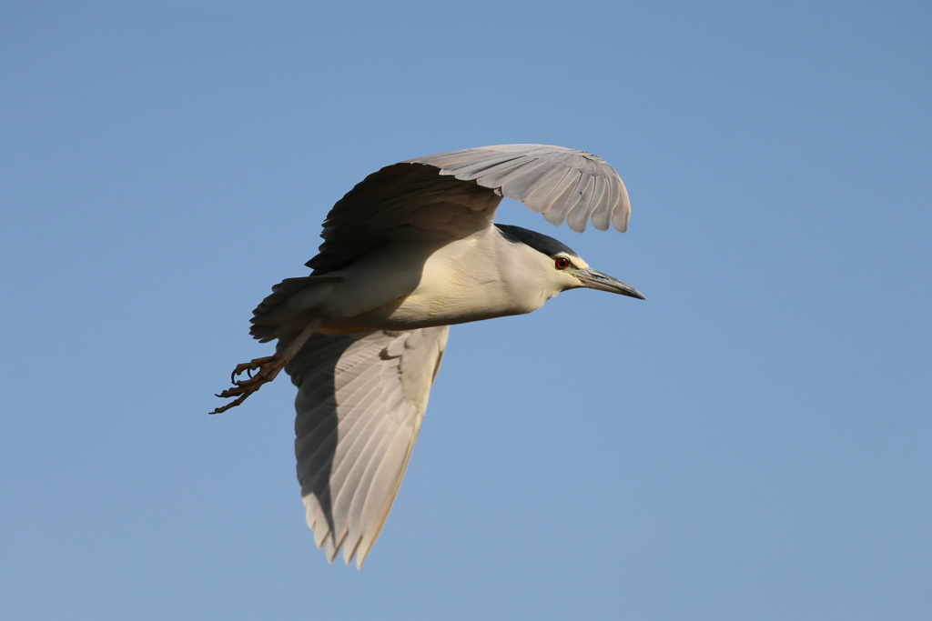 たまには飛びます