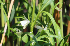 チョウが舞う-3