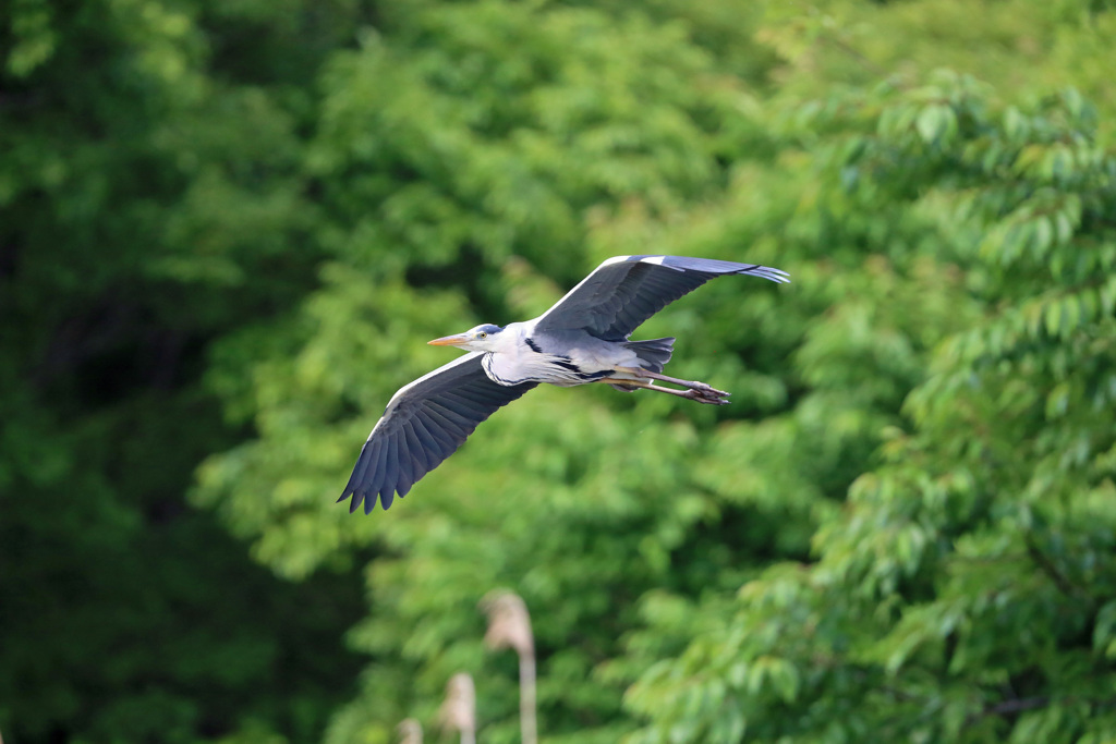 アオサギセーフ