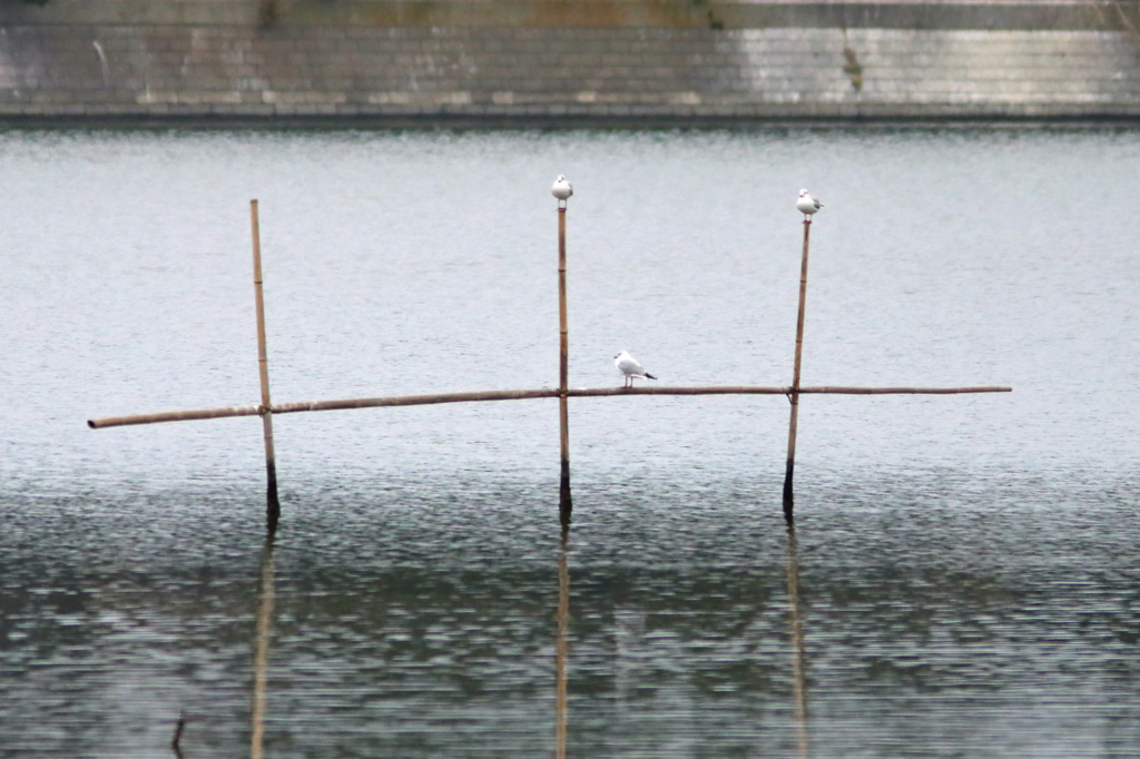 ユリカモメ占領