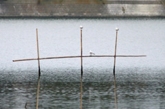 ユリカモメ占領