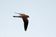 曇り空とチョウゲンその2